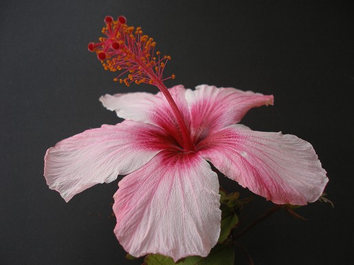 hibiscus flower in three colors