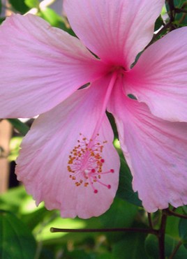 pretty pink flower hibiscus