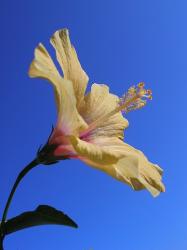 light hibiscus flower pic