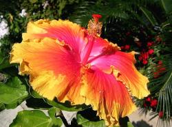 tropical flower picture of hibiscus