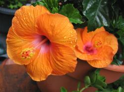 bright orange hibiscus flowers photo