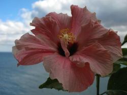 peach hibiscus flower
