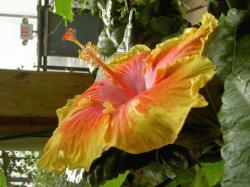 yellow orange hibiscus flower picture