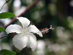 snow white hibiscus flower picture