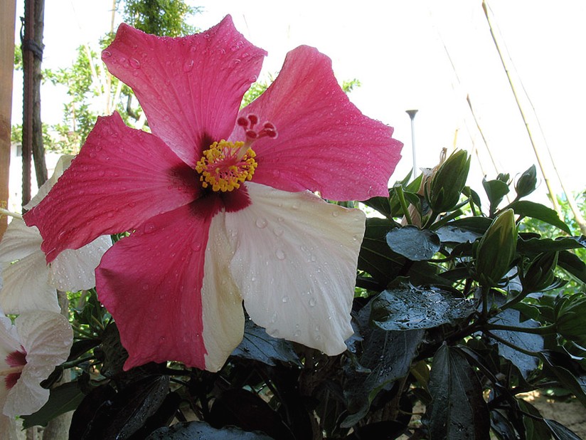 unique hibiscus flower picture