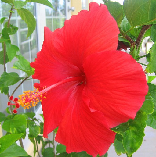summer tropical flowers hibiscus