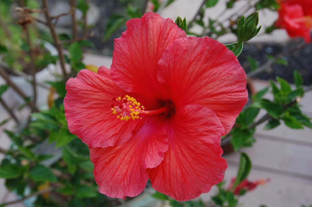 red hibiscus flower photo