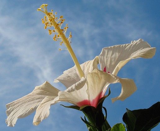white hibiscus flower with pink center