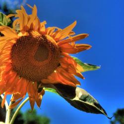 orange red sunflower.jpg