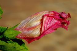 hibiscus flower bud picture