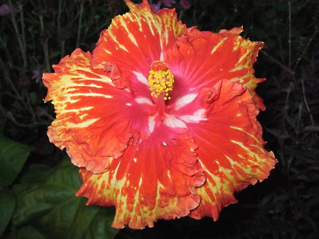 three tones hibiscus flower