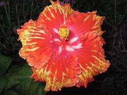 three tones hibiscus flower