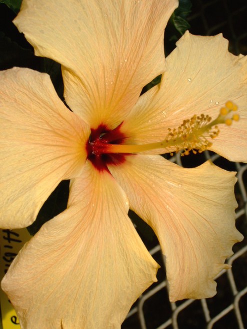 light yellow flower hibiscus