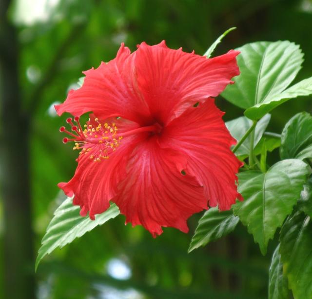 fresh hibiscus flower photo