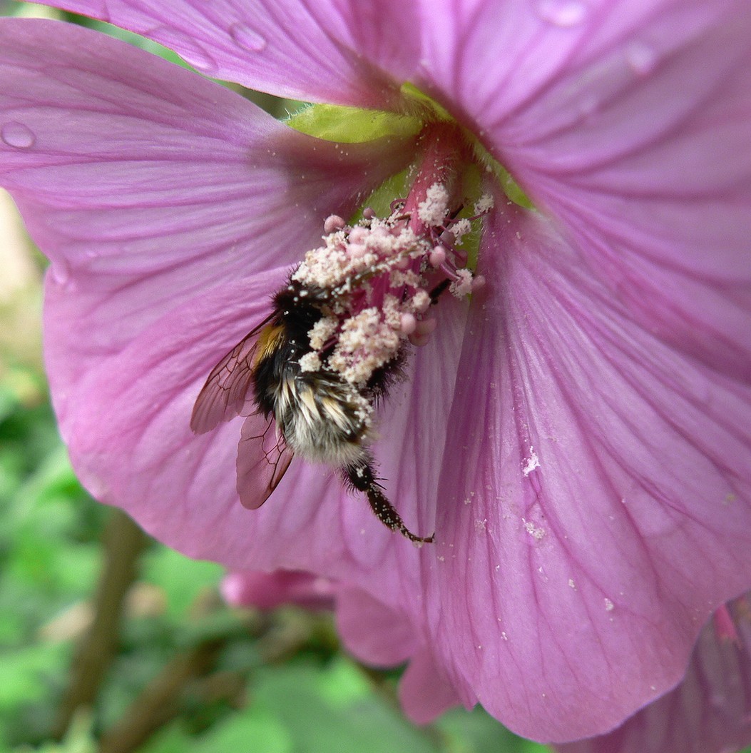 light purple hibiscus flower with a bee