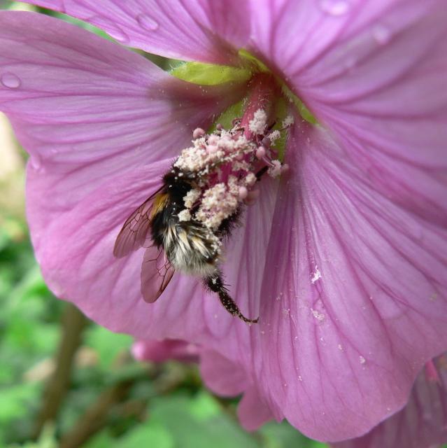 light purple hibiscus flower with a bee