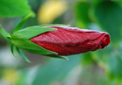 red hibiscus flower bud
