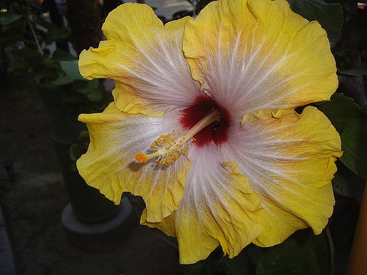 beautiful yellow and white with dark pink center