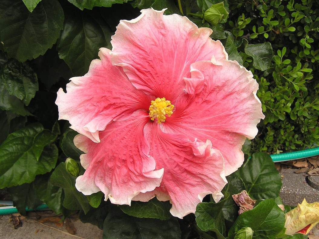 light hibiscus flower with white edges