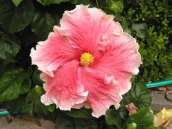 light hibiscus flower with white edges