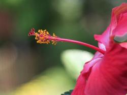 picture of bright hibiscus flower