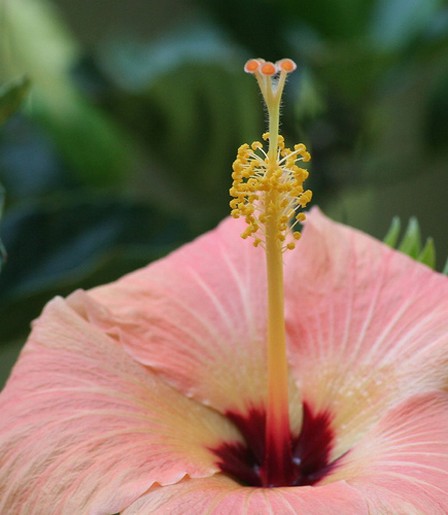 peach hibiscus flower with dark red eye