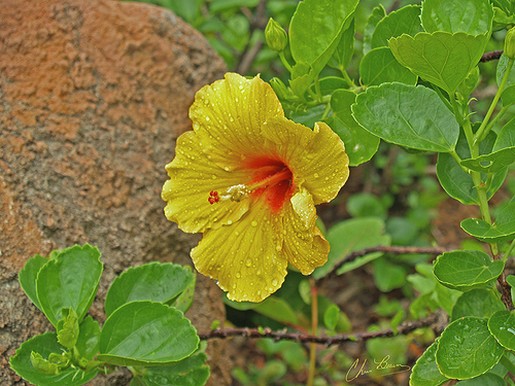bright yellow hibiscus flower with green leafs