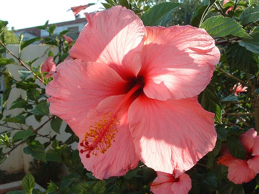 light pink  the hibiscus flowers