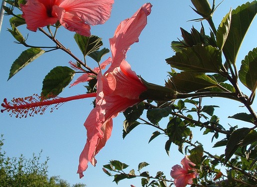 tropical hibiscus flowers