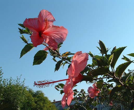 picture of hibiscus flowers in light red