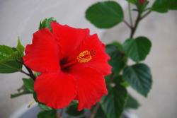 bright hibiscus picture