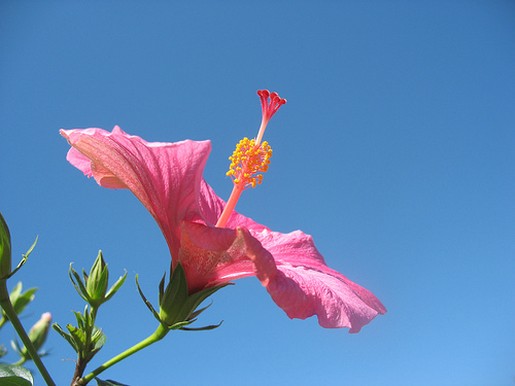 beautiful pink hibiscus flower in the sun