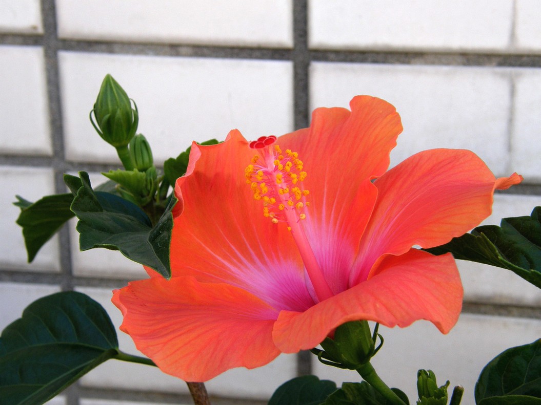 two tones hibiscus flower