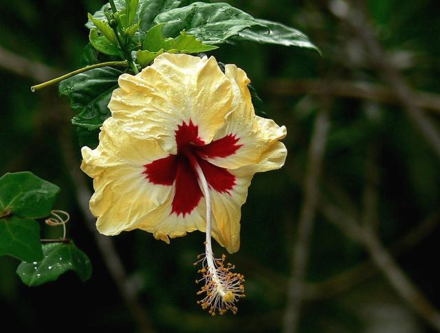 white yellow hibiscus flower with red eye