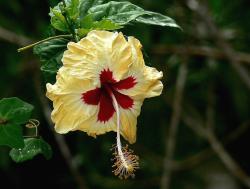 white yellow hibiscus flower with red eye