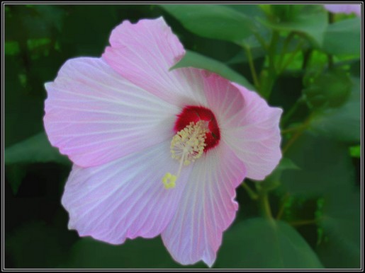 light pink white hibiscus flower photo
