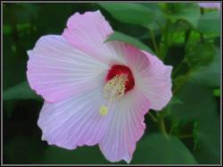 light pink white hibiscus flower photo