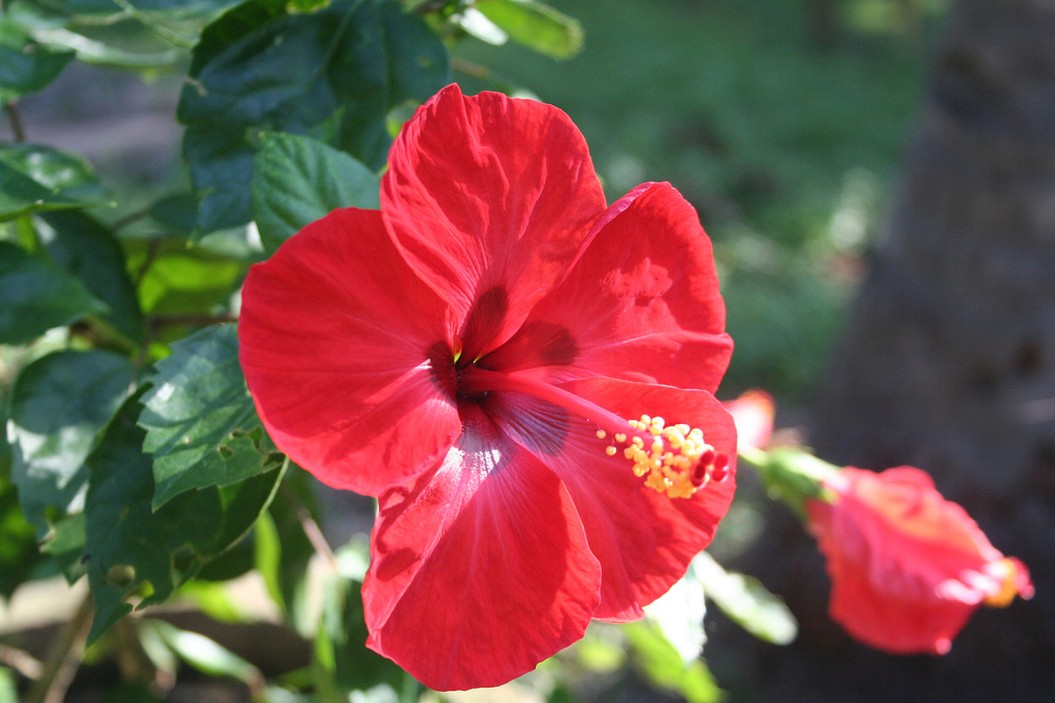 bright red hibiscus flowers
