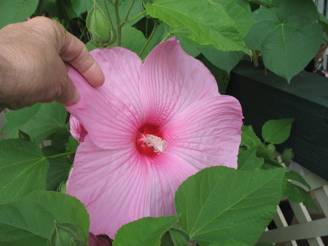 light hibiscus flower pic