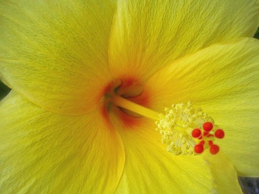 beautiful bright flower hibiscus picture