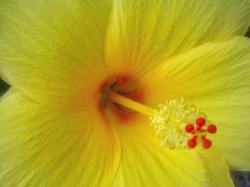 beautiful bright flower hibiscus picture