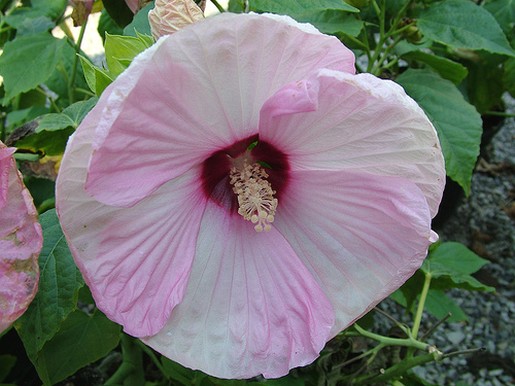 pink and white hibiscus flower photos