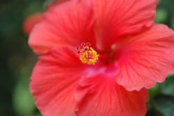 hibiscus flower in red color
