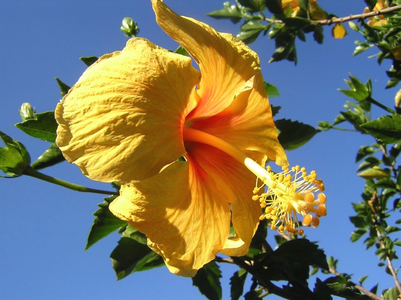 orange yellow hibiscus flower pic