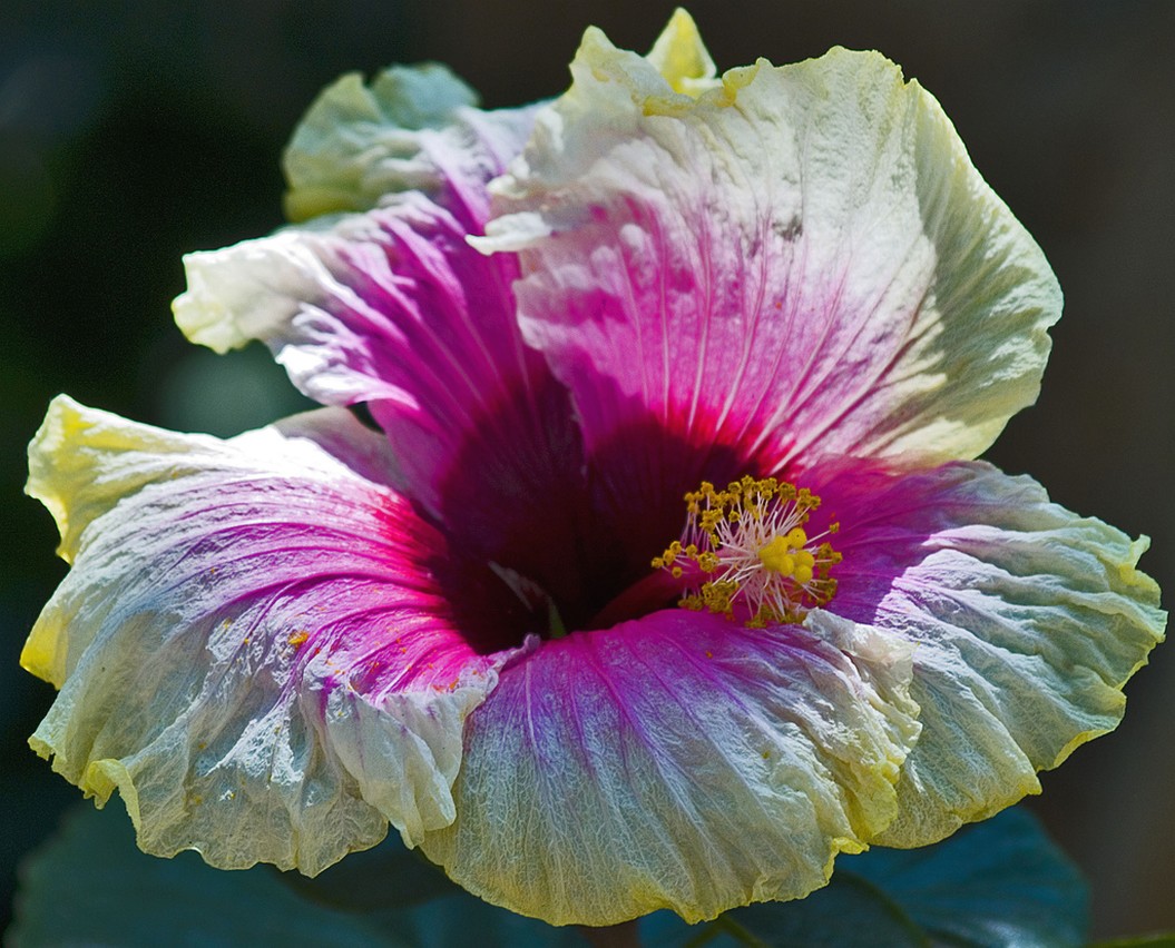 white hibiscus flower with purple pink eye