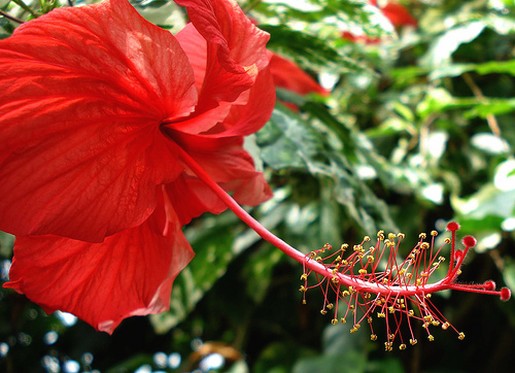 red tropical hibiscus flower picture