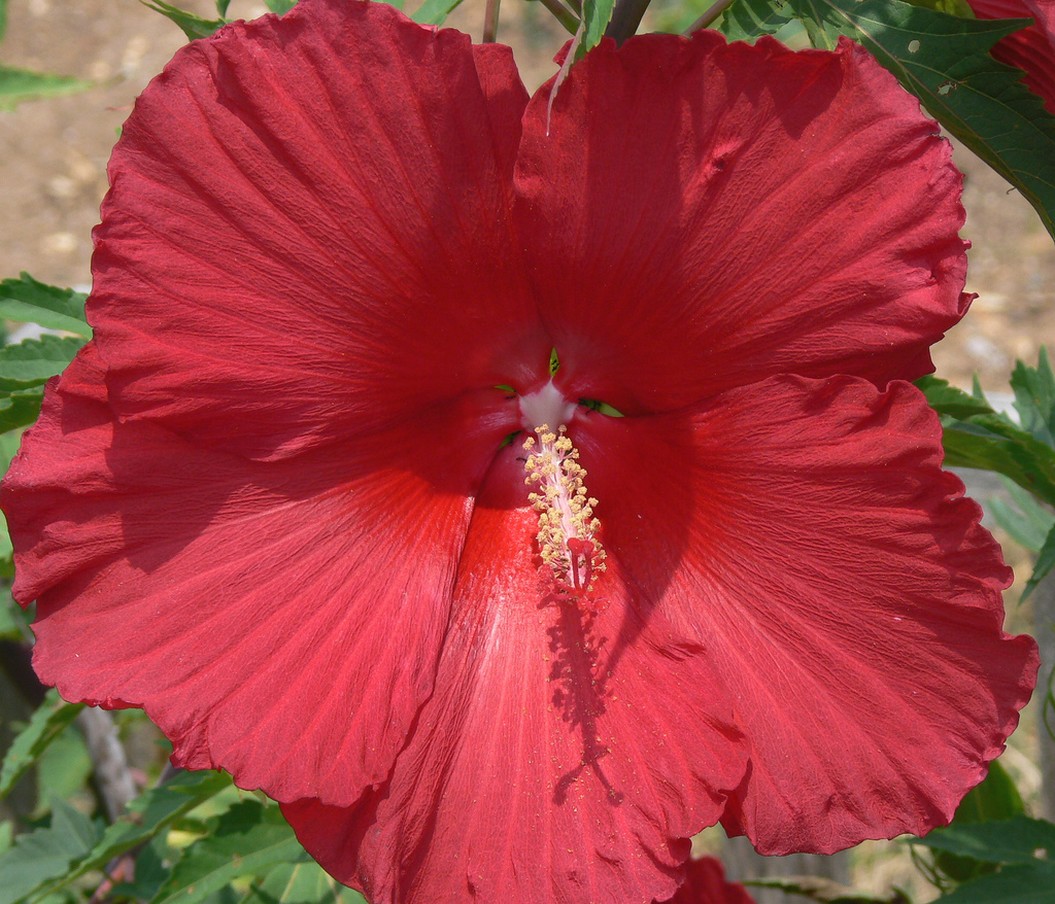 big red hibiscus flower in the sun