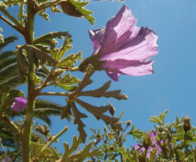 california hibiscus picture