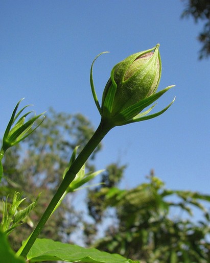 young budding hibiscus