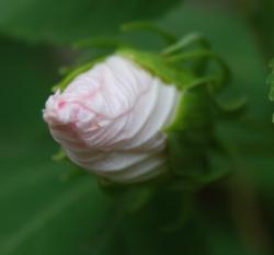 hibiscus flower bud picture